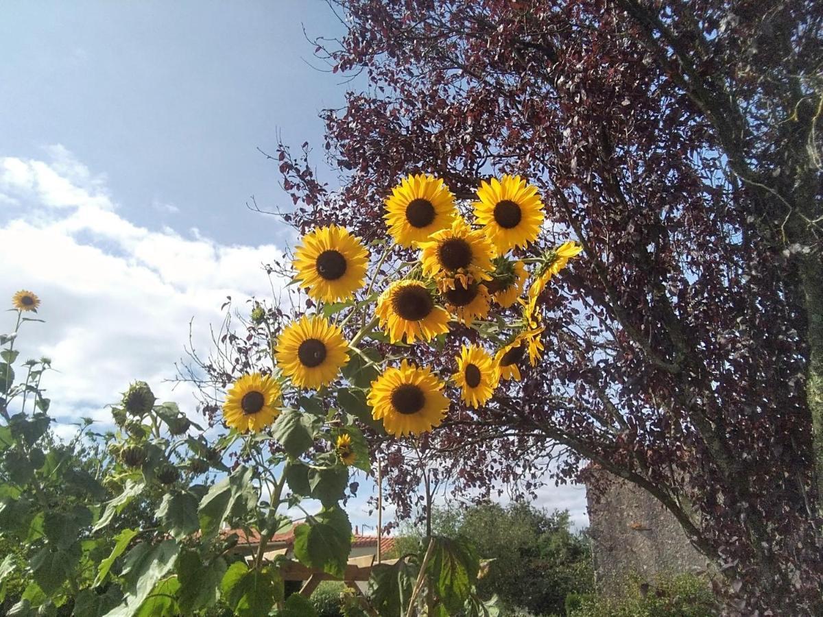 La BernardiereLes Tournesols住宿加早餐旅馆 外观 照片